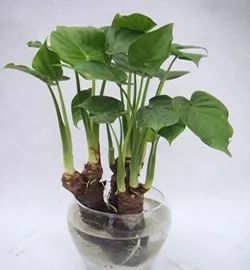 醫(yī)生回應(yīng)男孩誤食滴水觀音事件，植物知識(shí)與健康教育的思考重要性