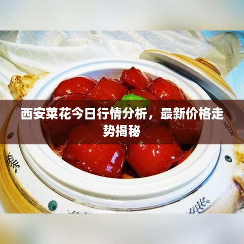西安菜花今日行情分析，最新價(jià)格走勢揭秘