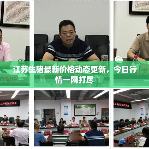 江蘇生豬最新價格動態(tài)更新，今日行情一網(wǎng)打盡