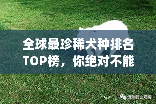 全球最珍稀犬種排名TOP榜，你絕對不能錯過！