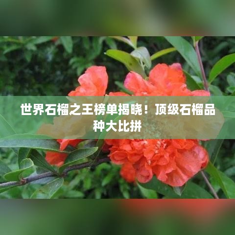 世界石榴之王榜單揭曉！頂級(jí)石榴品種大比拼